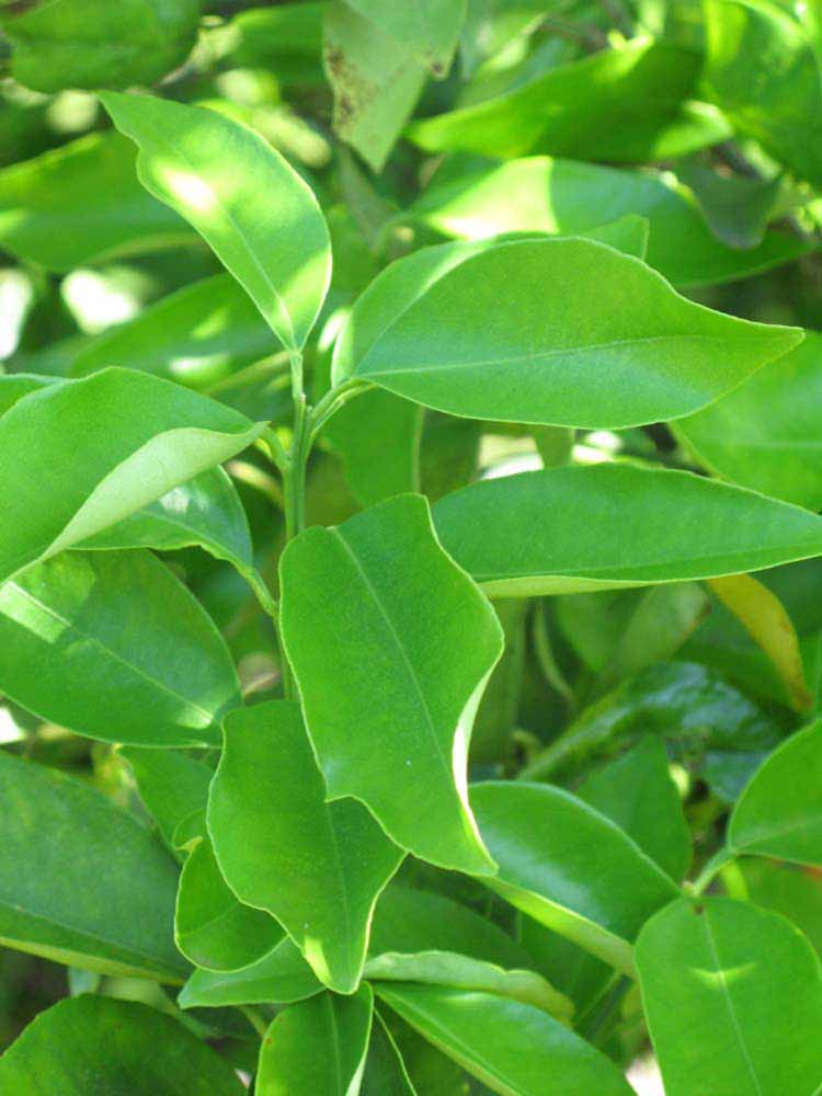              Shade leaves (Winter Haven, FL)       